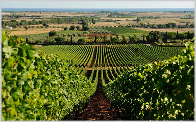 vigneti a Monteverro