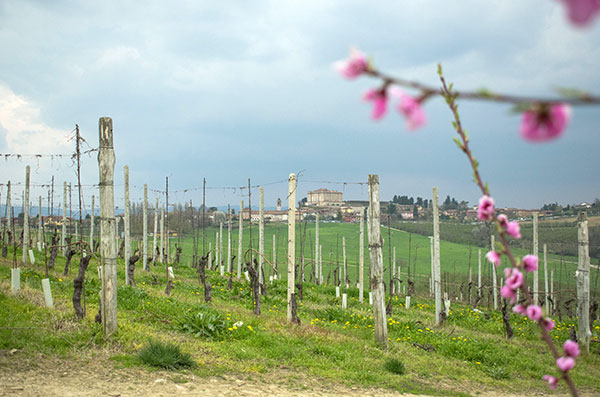vigneto nel Roero