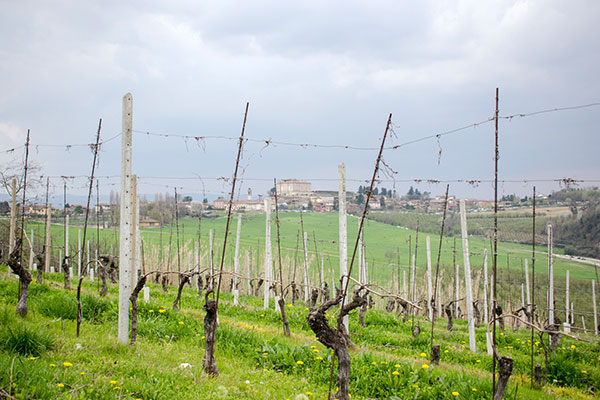 altro vigneto nel Roero