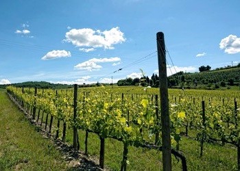 vigne azienda Solaria