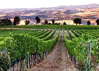 vigneti aziend Solaria Montalcino