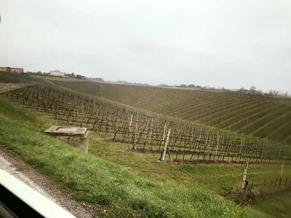 La collina e le vigne dell'azienda Umberto Cesari