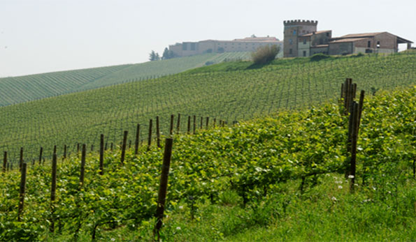 Azienda Agricola Bisi