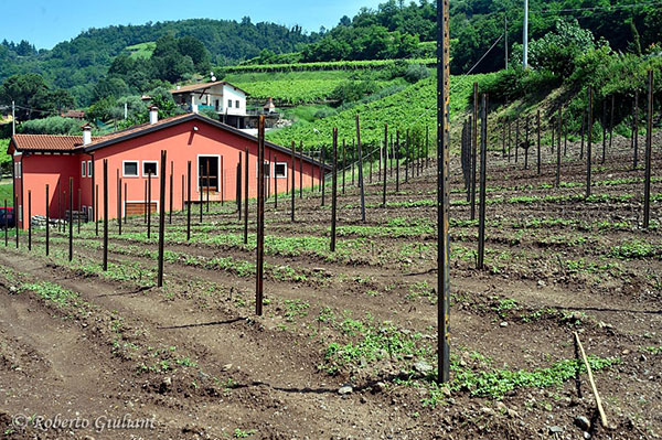 La terra nera presso l'azienda Menti