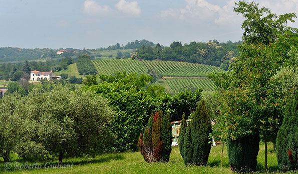 Paesaggio con vigneti nella Doc Gambellara
