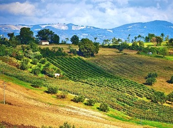 vigneto azienda Cipressi Claudio