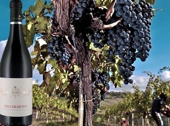 Tintilia di Claudio Cipressi