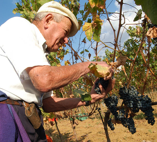 Raccolta delle uve intorno al Trasimeno