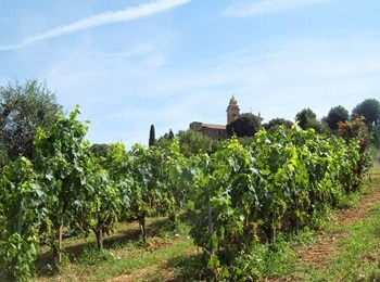 vigneto azienda Tiezzi