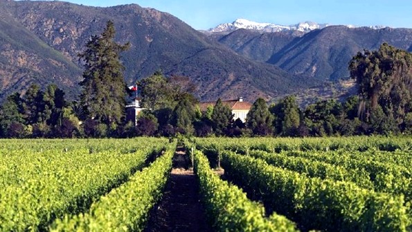 Viñedos Torreón de Paredes