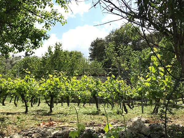 Vigneti azienda Dourakis