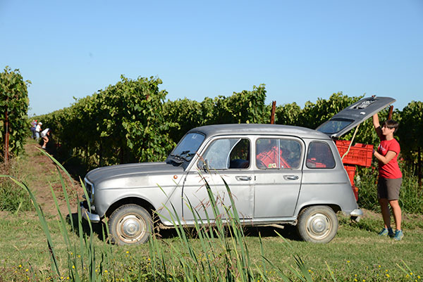 Elisa durante la vendemmia