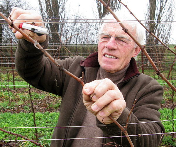 Nevio Scala in vigna