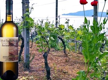Golfo del Tigullio Portofino Bianchetta Genovese Segesta Tigolliorum 2016 Cantine Bregante