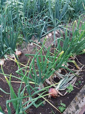 coltivazione cipolla