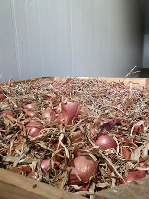 Cipolla di Casa Barbato