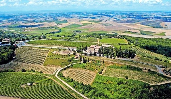 Vigneti Azienda Vinicola Costanti Montalcino
