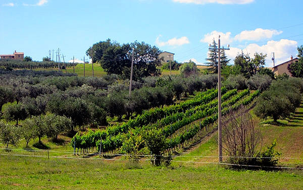 vigneti azienda Di ilippo