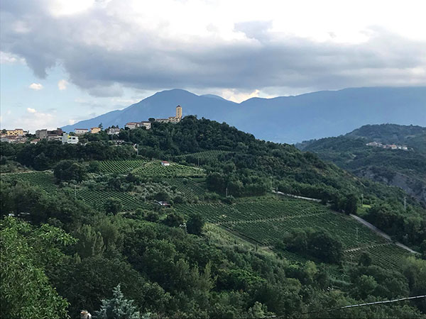 vigneto di greco