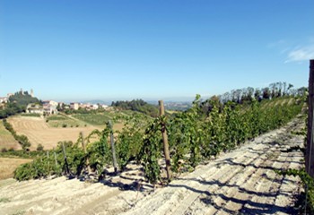 vigneto di grignolino