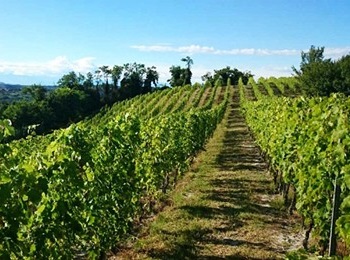 vigneti di grignolino