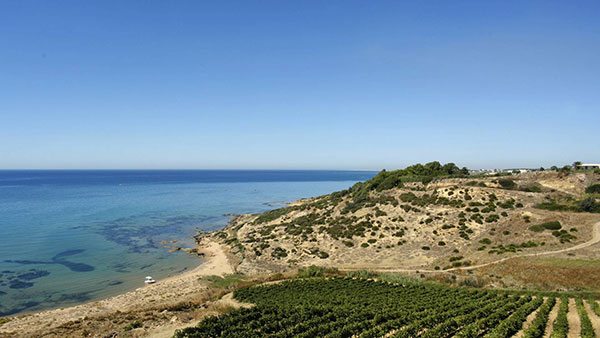 vigne sul mare Mandrarossa