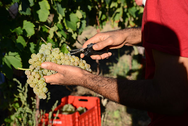 raccolta grappoli