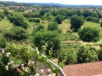 Tenuta del Buonamico