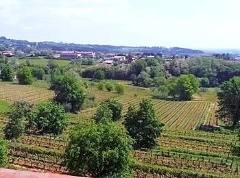 vigneti Tenuta del Buonamico