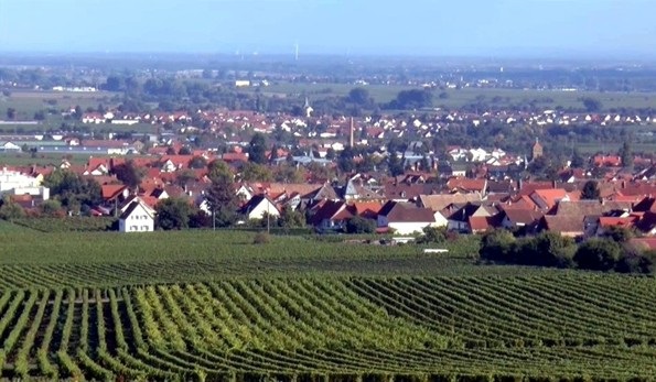 vigneti nel Palatinato