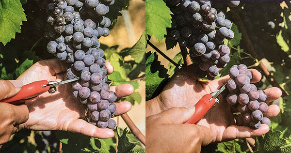 Il taglio a fine agosto della punta del grappolo di nebbiolo