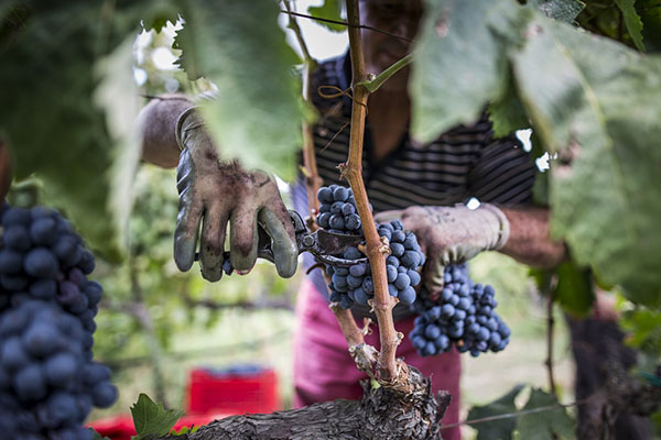 Vendemmia azienda Val di Neto