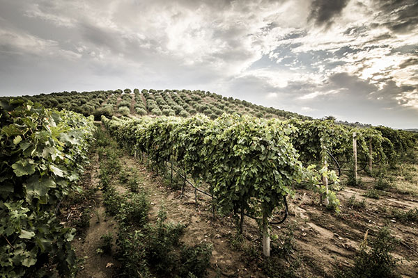 Vigneto zienda Val di Neto