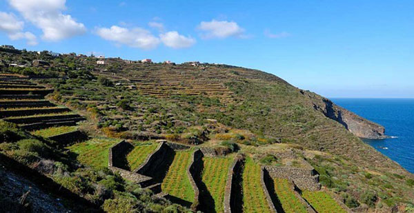 vigne terrazzate a Pantelleria