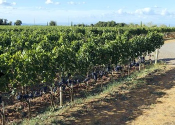 Vigneto de Le Potazzine