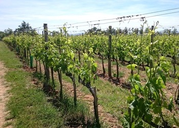 altro vigneto de Le Potazzine