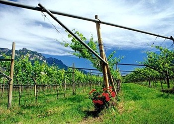 Vigneti Istituto Agrario San Michele