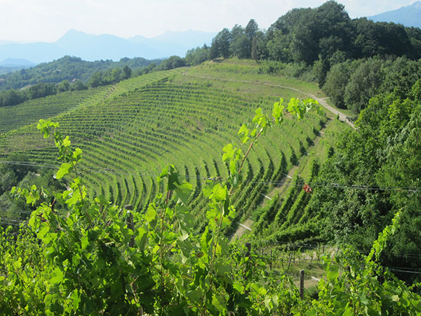 Vigneto azienda Aquila del Torre