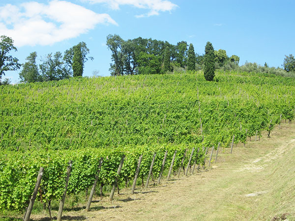 vigneto azienda Aquila del Torre