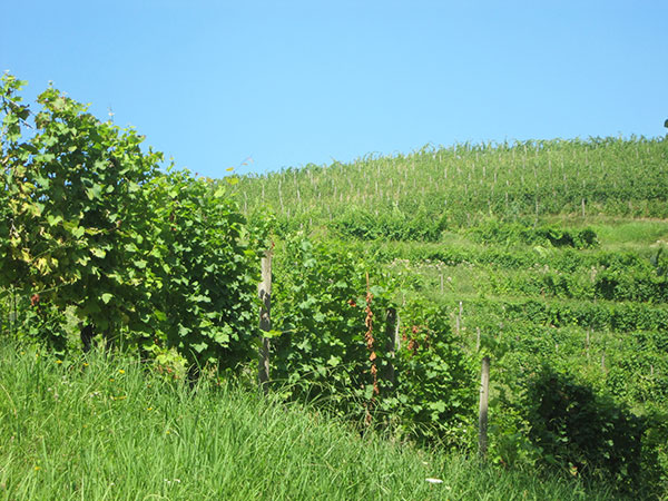 vigne azienda Aquila del Torre
