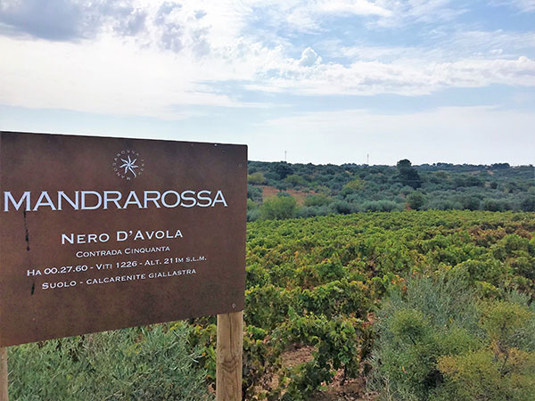 Mandrarossa, vigneto di Nero d'Avola