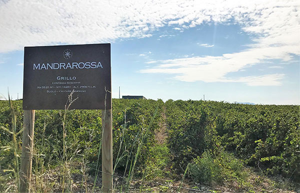Mandrarossa, vigneto di grillo