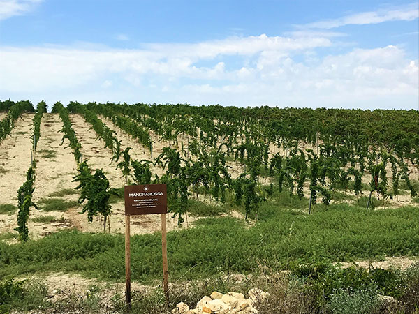 Mandrarossa, vigneto di Sauvignon blanc