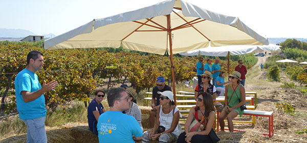 L'agronomo Francesco Di Carlo nel vigneto di sauvignon