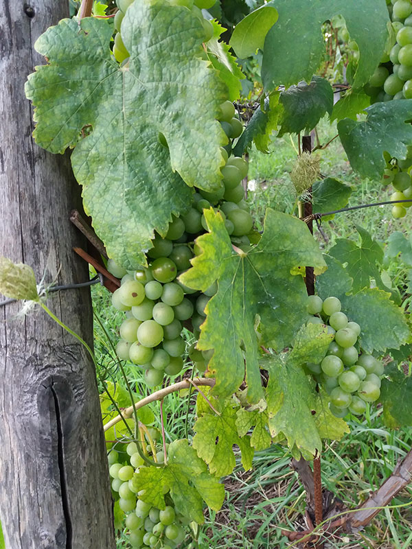 varietà Santa Sofia