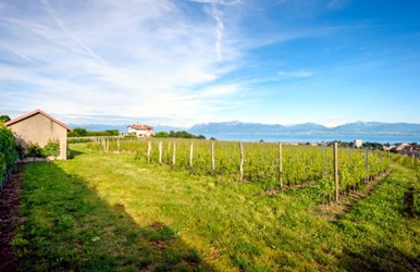 vigneti Domaine de la Ville