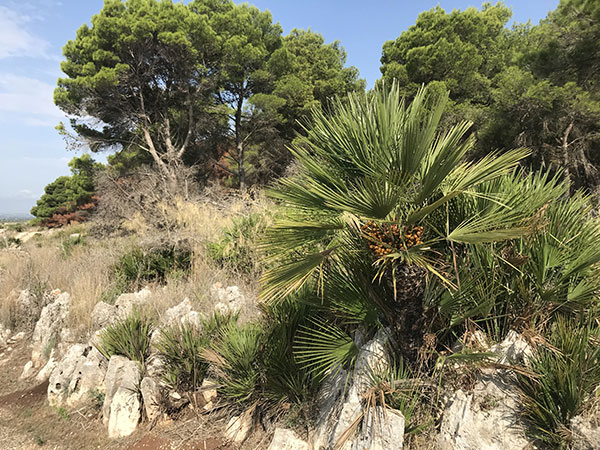 palme nane nel bosco Magaggiaro