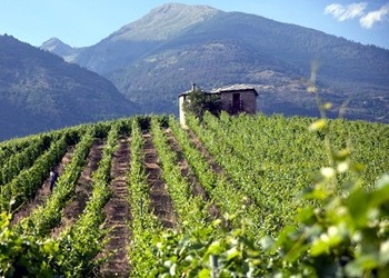 vigneto azienda Les Cretes