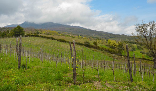 Vigneto azienda Silva Plantarium