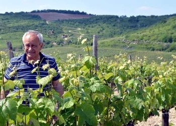 Szepsy in vigna